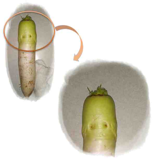 スピカ樣 野菜、切干5 ずいき10 野菜